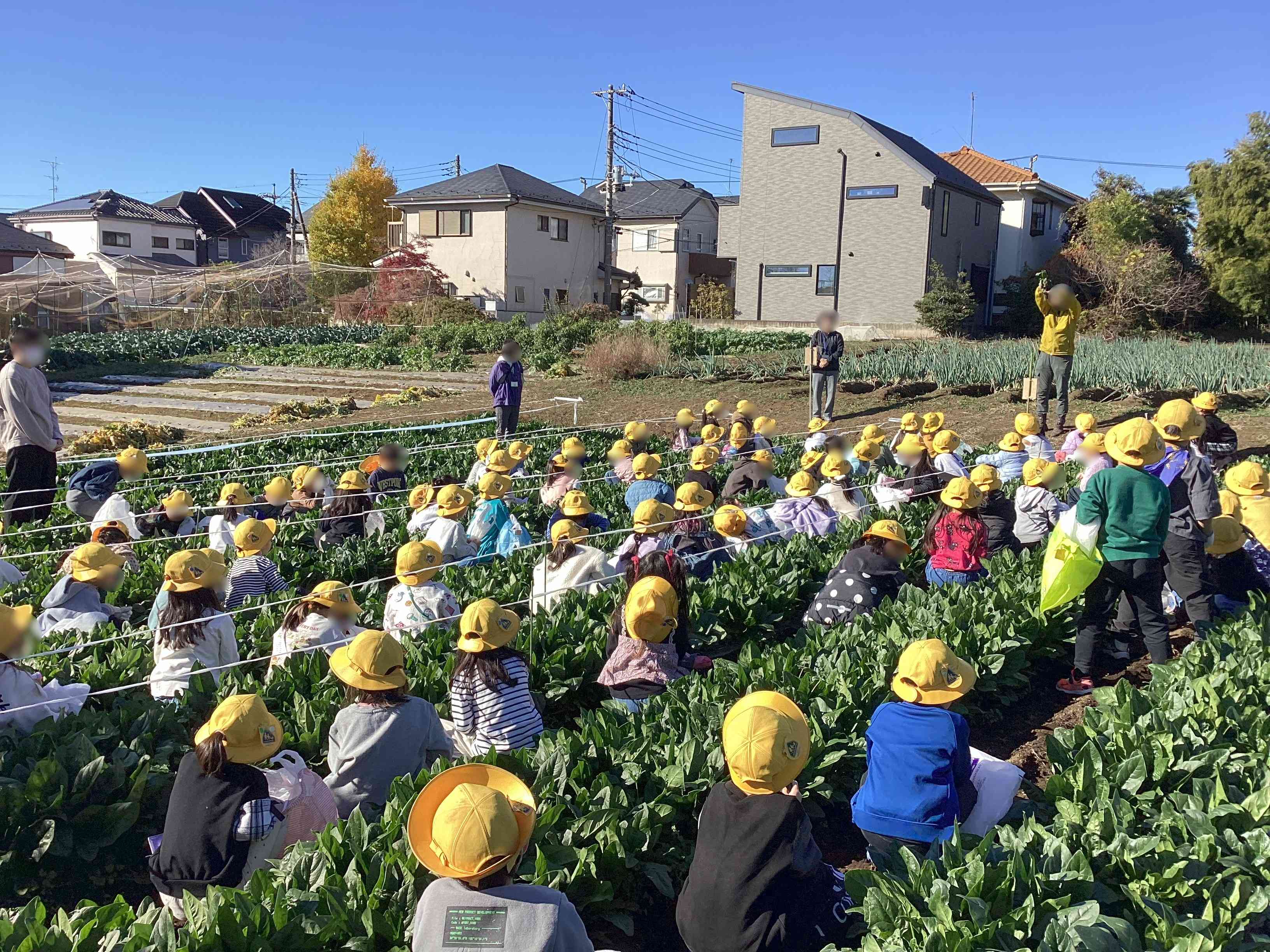 20251204_01_ほうれん草_01