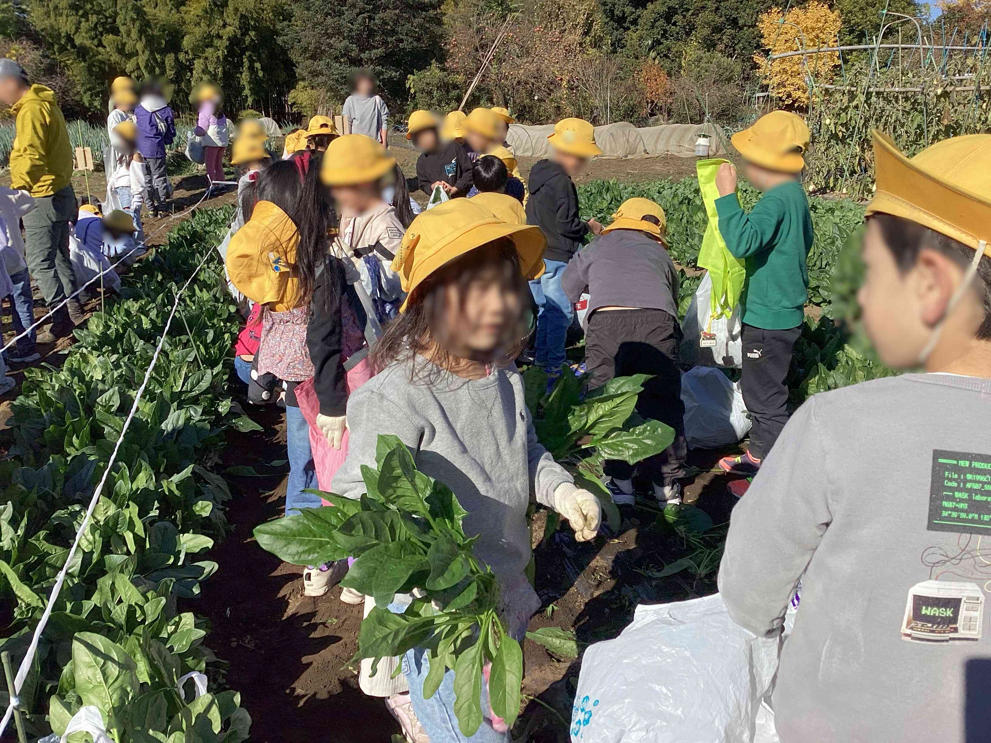 20251204_01_ほうれん草_03