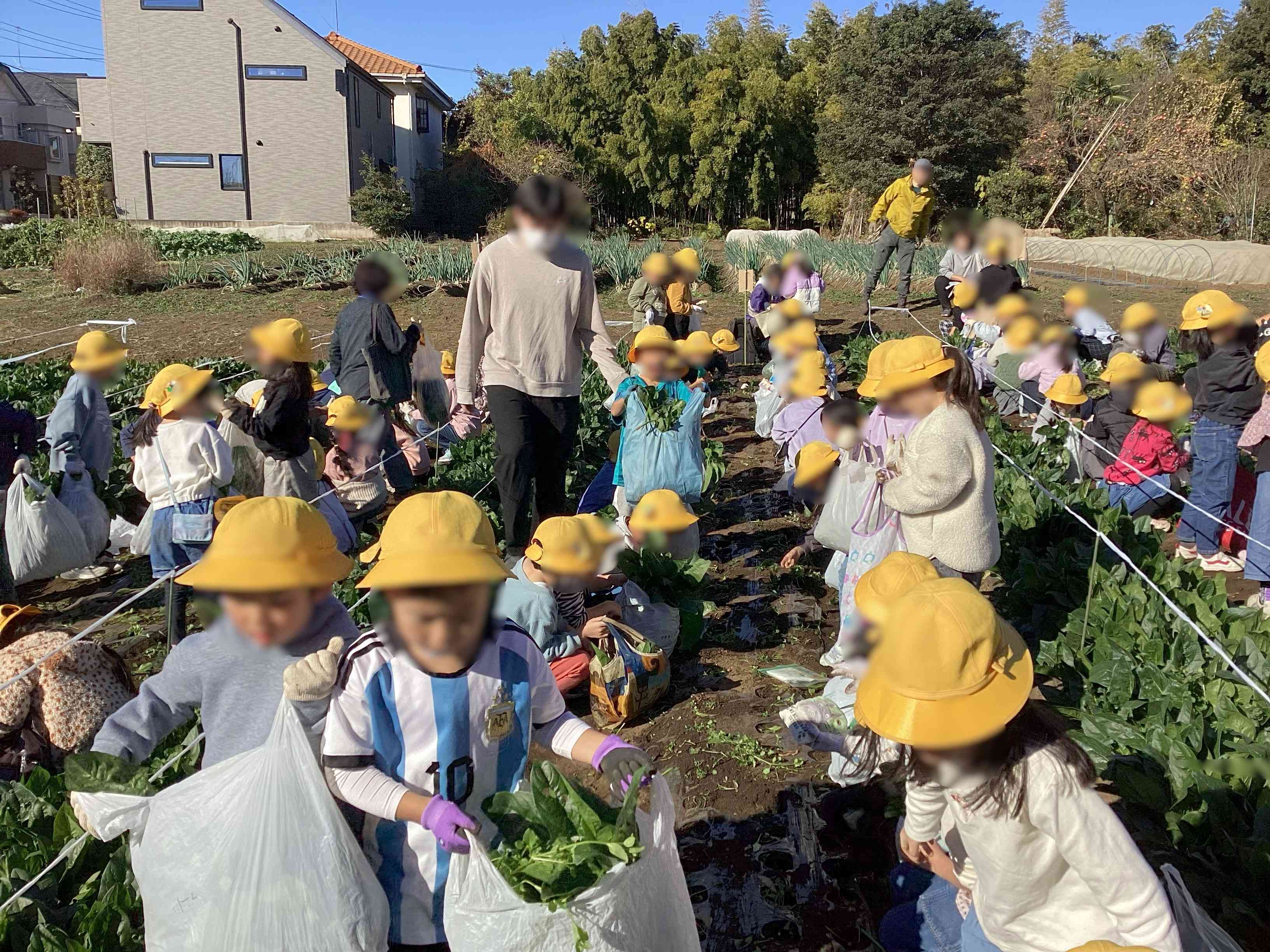 20251204_01_ほうれん草_04