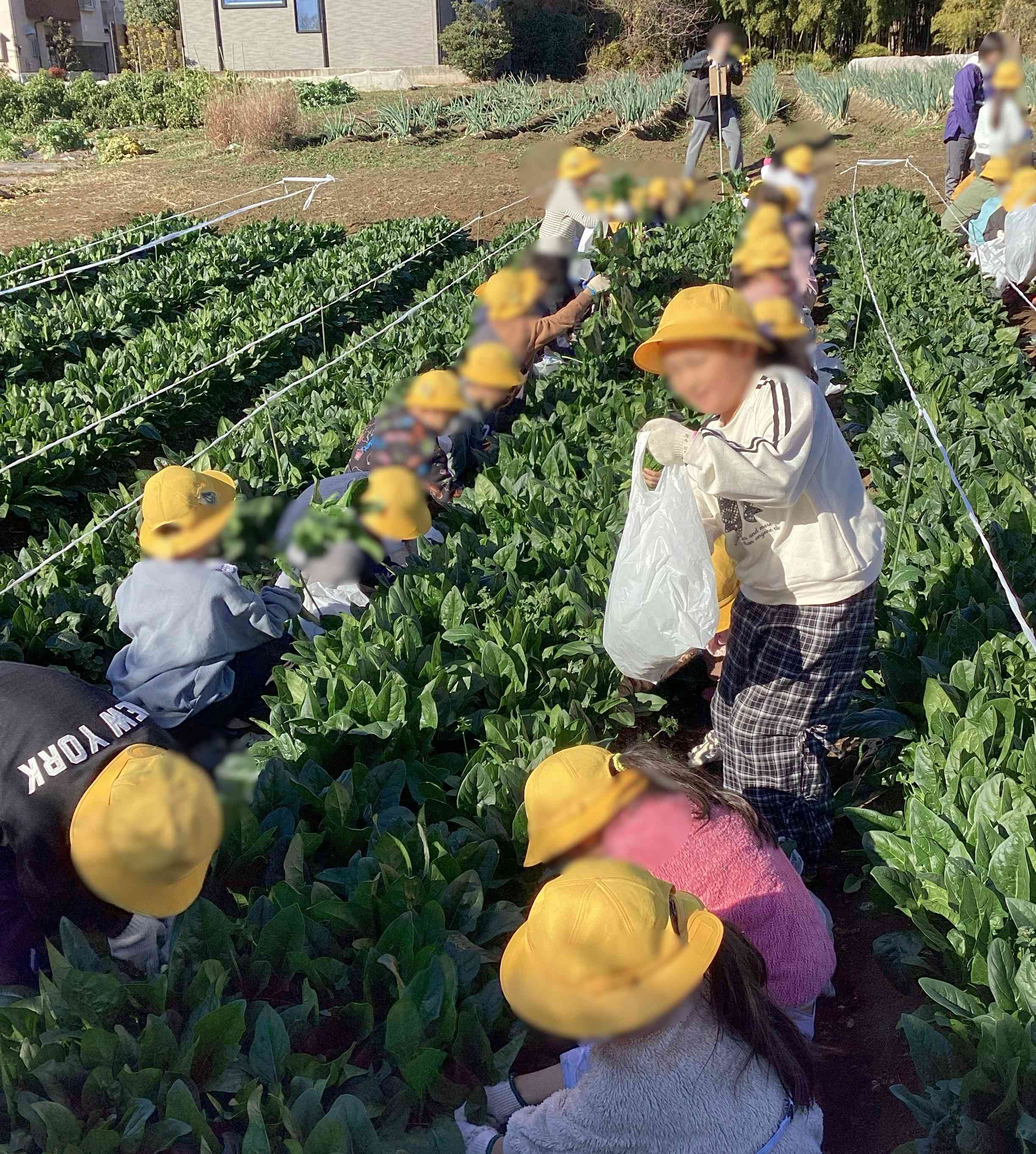 20251204_01_ほうれん草_02