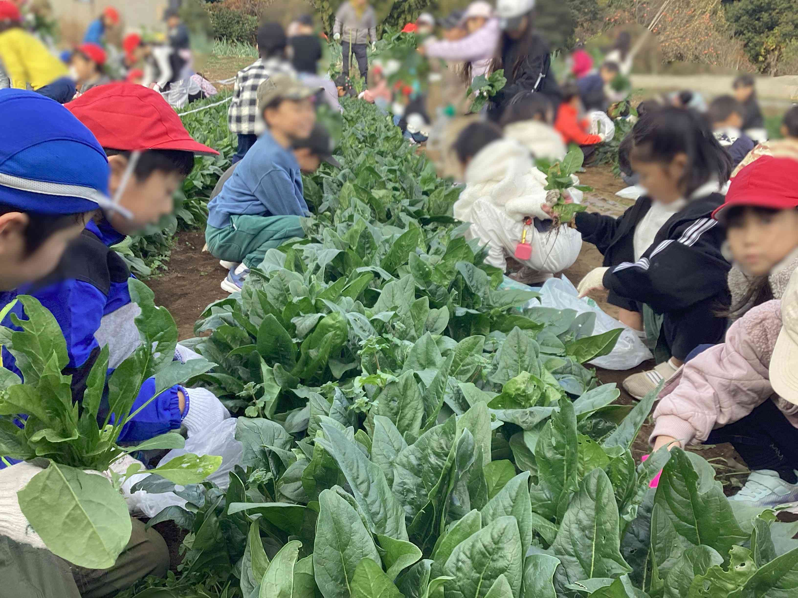 20251209_02_農園_02