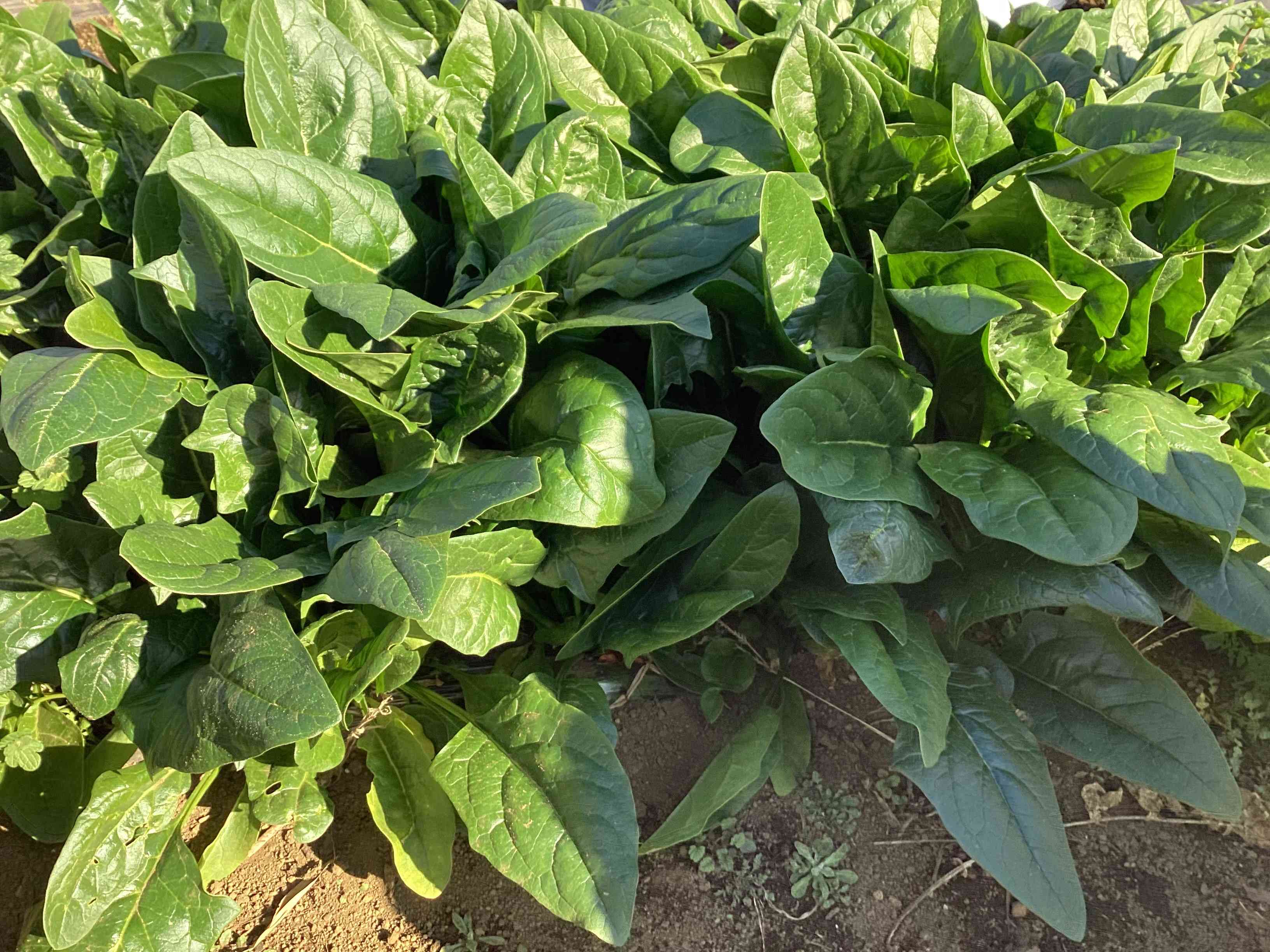 20251216_03_ほうれん草_02