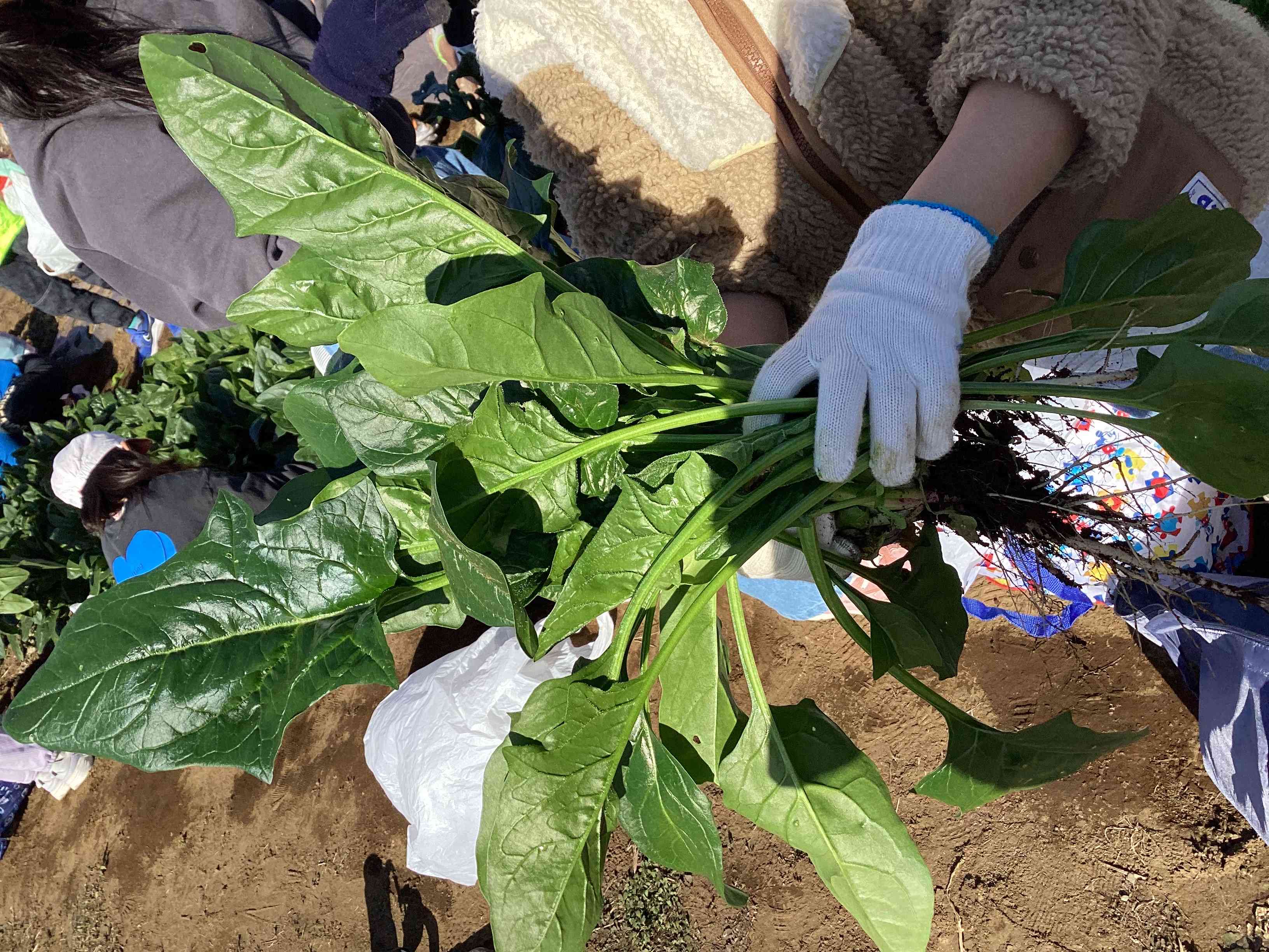 20251216_03_ほうれん草_03