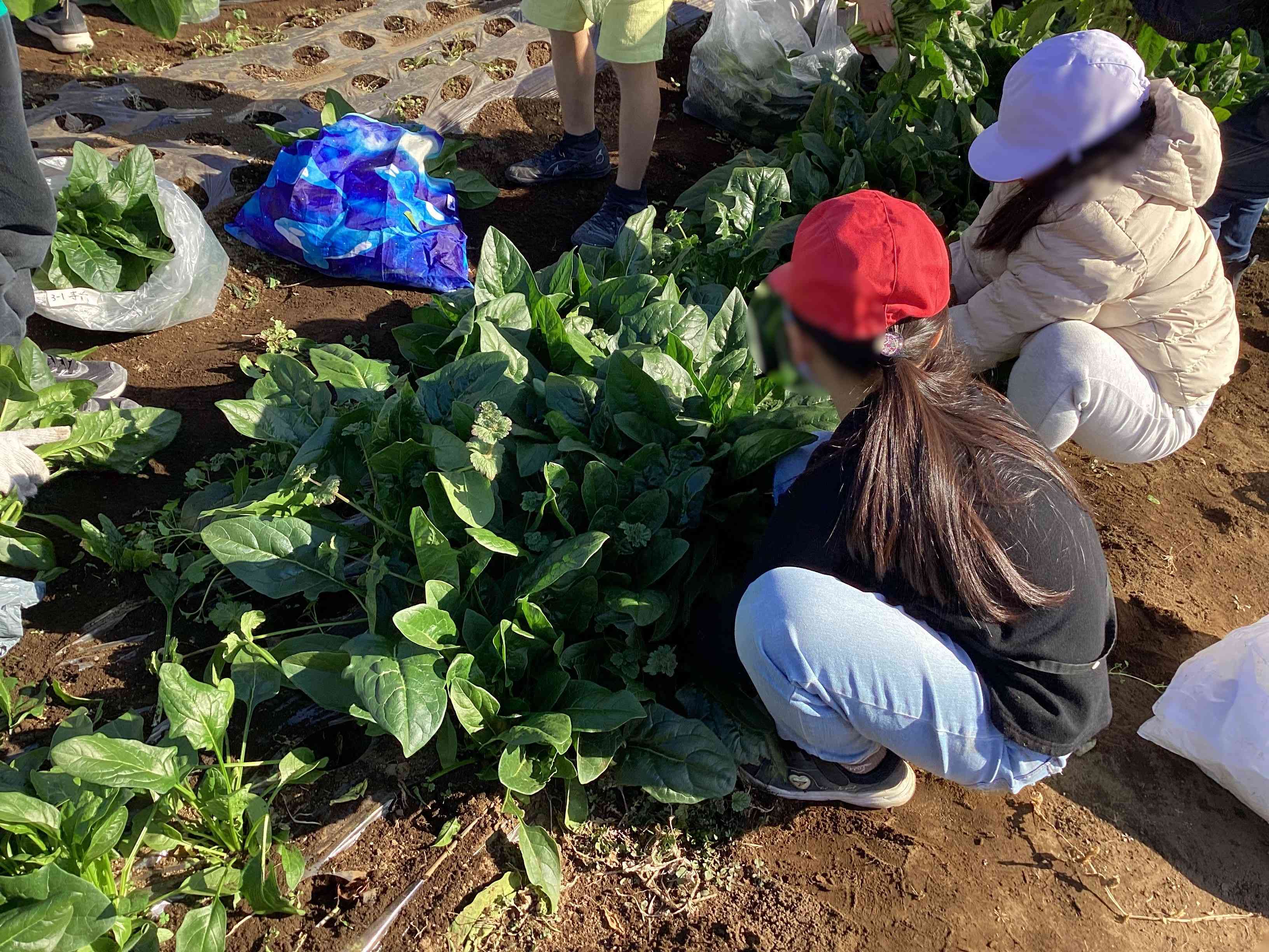 20251216_03_ほうれん草_04