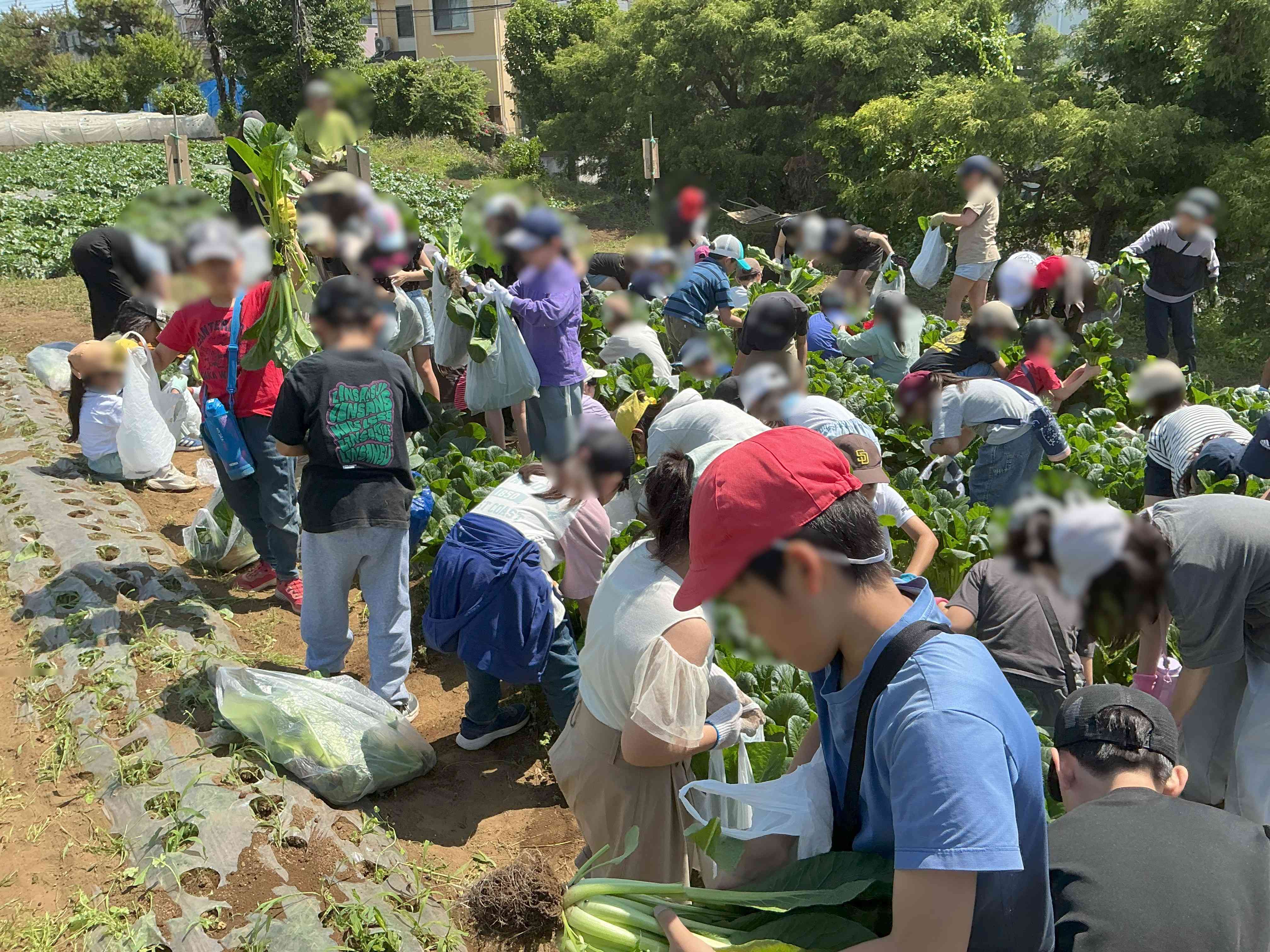 20260513_0406_農園_04
